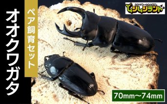 【先行予約】 オオクワガタペア 飼育 セット 70mm～74mm 2025年9月以降発送 クワガタ 自由研究 昆虫 成虫 生体 虫 飼育 夏休み 観察 自然 環境 学習 子供 孫 プレゼント 贈答 人気 福島県 田村市 田村 ふくしま たむら ムシムシランド