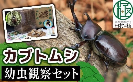 2026年発送分 先行予約 】 カブトムシ 幼虫 観察セット 2026年4月から