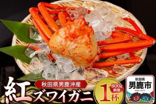男鹿沖産紅ズワイガニ 800g 前後×1杯 男鹿なび 蟹 カニ 国産 秋田 ずわい蟹 ずわいガニ|10067