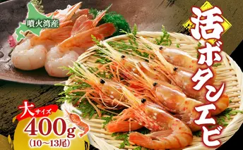 北海道 噴火湾産 活ボタンエビ 大サイズ 400g 10～13尾 2025年9月上旬より順次出荷 ボタンエビ エビ えび 海老 北海道産 旬 ぼたんえび 新鮮 刺身 牡丹海老 海鮮 魚介 甲殻類 味噌汁 鍋 海鮮丼 冷蔵 洞爺湖町