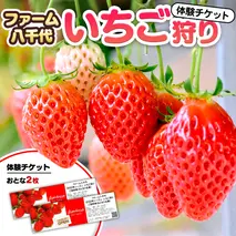 いちご狩り体験 チケット おとな2枚 いちご狩り 体験 イチゴ 苺 フルーツ 果物 食べ放題 [BP003ya]