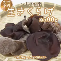 【先行予約 2026年6月以降発送】八千代町産 生きくらげ 約 500g (約 150g ～ 170g × 3パック ） キクラゲ 木耳 きのこ キノコ ふるさと納税 7000円 茨城県 八千代町 [CW001ya]