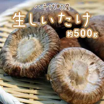 八千代町産 生 しいたけ 約500g 椎茸 生椎茸 シイタケ きのこ キノコ ふるさと納税 5000円 茨城県 八千代町 [CW003ya]