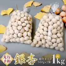 【 先行予約 2025年10月上旬以降発送 】銀杏 ぎんなん 約1kg ( 殻付き ・ L )　500g × 2袋 イチョウ 秋 美味 栄養満点 健康 高血圧予防 むくみ改善 疲労回復 美肌 [AX025ya]