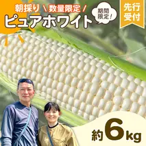 【先行予約 2026年6月下旬以降発送 】 【 令和8年産 】 朝採り 白い とうもろこし ピュアホワイト 約 6kg トウモロコシ 期間限定 甘い 生食 [AX028ya]