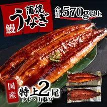 特上 国産うなぎ 蒲焼 2尾セット 【合計570g以上】 タレ・山椒付 ウナギ 鰻 うな重 ひつまぶし 人気 茨城 八千代町 ふるさと納税 冷凍 [SF140ya]