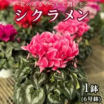 【 先行予約 11月下旬より順次発送 】 シクラメン 6号鉢 1鉢 ～ 花のあるくらしで潤いを～お花 鉢植 ギフト クリスマス プレゼント 鉢花 フラワーギフト おまかせ 贈答 [AJ001ya]