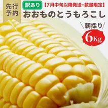 【先行予約 2026年7月中旬以降発送 】【 令和8年産 】【 訳あり 】 八千代町産 農家直送 朝採り とうもろこし おおもの 6kg トウモロコシ スイートコーン 産地直送 規格外  不揃い 傷 [AX031ya][SZRY]