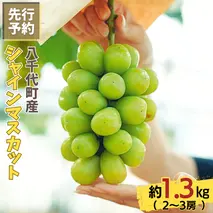 八千代町産 シャインマスカット 約 1.3kg ( 2～3房 ) 【 2025年9月上旬以降発送】 産地直送 フルーツ ぶどう 果物 ブドウ 葡萄 マスカット 先行予約 数量限定 ふるさと納税 [CU001ya]