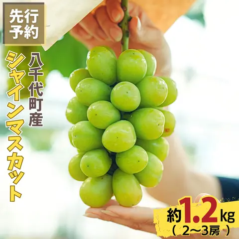 八千代町産 シャインマスカット 約1.2kg ( 2～3房 ) 【 2026年8月下旬