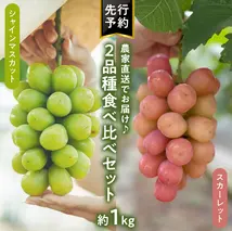 八千代町産 シャインマスカット スカーレット 2品種 食べ比べ セット 約1kg 【 2026年9月上旬以降発送 】 ぶどう ブドウ 葡萄 マスカット 農家直送 ふるさと納税 15000円 茨城県 八千代町 先行予約 数量限定 [CU002ya]