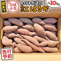 【 先行予約 2025年11月下旬以降発送 】【 訳あり 】 八千代町産 熟成小芋 紅はるか 生芋 土付き 10kg さつまいも サツマイモ 芋 イモ ふるさと納税 6000円 訳アリ [AX052ya]
