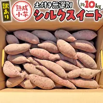 【 訳あり 】 八千代町産 熟成 小芋 シルクスイート 生芋 土付き 10kg さつまいも サツマイモ 芋 イモ ふるさと納税 6000円 訳アリ [AX055ya]