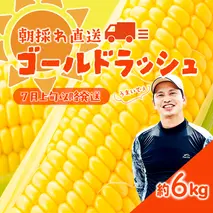 【 先行予約 2026年7月上旬以降発送 】【農家直送】 朝採り トウモロコシ ゴールドラッシュ 1箱 約6kg とうもろこし スイートコーン 産地直送 期間限定 甘い [SF018ya]