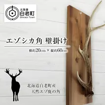 エゾシカ角 壁掛け（横約20cm×縦約60cm）
