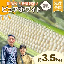【先行予約 2026年6月下旬以降発送 】 【 令和8年産 】 朝採り 白い とうもろこし ピュアホワイト 約3.5kg トウモロコシ 期間限定 甘い 生食 [AX059ya]