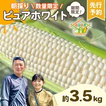 【先行予約 2026年6月下旬以降発送 】 【 令和8年産 】 朝採り 白い とうもろこし ピュアホワイト 約3.5kg トウモロコシ 期間限定 甘い 生食 [AX059ya]