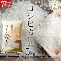 ≪ 令和7年度 ≫ コシヒカリ 精米 5kg ( 5kg × 1袋 ) (茨城県共通返礼品 かすみがうら市産) 米 ごはん もっちり 甘い コメ お米 白米 銘柄米[EX010sa]