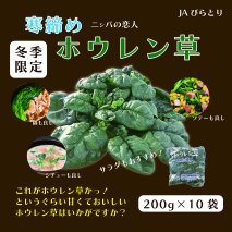 【先行予約/12月中旬以降発送】【北海道平取町産】寒締めホウレン草（ちぢみほうれん草）200g×10袋
