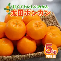【1月配送】ポンカン　赤秀（最高級）　5kg　JAふじ伊豆　静岡県産 1381 ／ JAふじ伊豆 太田ポンカン 赤秀 贈り物 静岡県 東伊豆町