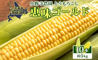 北海道 とうもろこし 恵味ゴールド 約5kg 10本入り 2026年8月11日~8月末頃お届け トウモロコシ コーン 甘い 産地直送 BBQ とうきび 国産 人気 バーベキュー お取り寄せ 北海道産 洞爺湖町 小野寺農園
