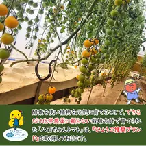 【定期便・全4回】イエローミニトマトのトマトジュース 1L 3本セット × 4回｜国産 姫路産 八百ちゃんトマト 100%ストレート