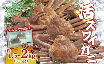 北海道 噴火湾産 活ズワイガニ 約1.5～2kg（3～5尾）2026年3月1日～4月末頃まで発送 北海道産 旬 新鮮 ずわいがに ズワイガニ かに カニ 蟹 カニ味噌 天然 噴火湾 産地直送 お取り寄せ 贈答 冷蔵 洞爺湖町
