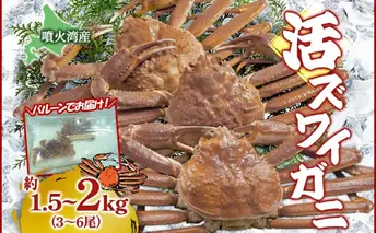 北海道 噴火湾産 活ズワイガニ 約1.5～2kg（3～6尾）2026年3月1日～4月末頃まで発送 北海道産 旬 新鮮 ずわいがに ズワイガニ かに カニ 蟹 カニ味噌 天然 噴火湾 産地直送 お取り寄せ 贈答 冷蔵 洞爺湖町