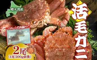 先行受付 北海道 噴火湾産 活毛がに 500g前後×2尾 2026年6月下旬~7月上旬お届け 北海道産 旬 新鮮 毛がに かに カニ 蟹 毛ガニ 毛蟹 カニ味噌 天然 噴火湾 産地直送 お取り寄せ 冷蔵 洞爺湖町
