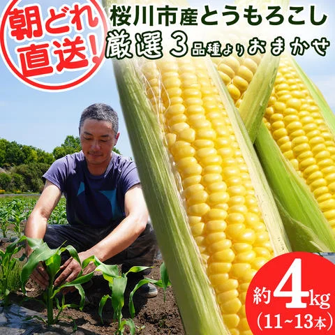 2027年 収穫分 》 朝採れ 桜川市産 とうもろこし 約4kg (11～13本