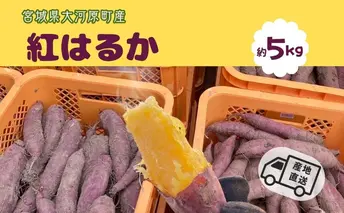 さつまいも 約5kg 紅はるか サツマイモ 宮城県産 甘い 秋 冬 スイーツ いも 産地直送 宮城県 大河原町
