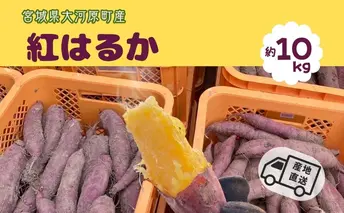 さつまいも 約10kg 紅はるか サツマイモ 宮城県産 甘い 秋 冬 スイーツ いも 産地直送 宮城県 大河原町