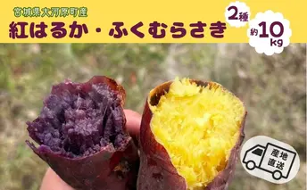 さつまいも 約10kg 2種詰合せ 紅はるか ふくむらさき サツマイモ 宮城県産 甘い 秋 冬 スイーツ 産地直送 宮城県 大河原町