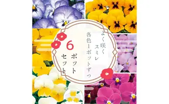 パンジー花苗セット　よく咲くスミレ6ポットセット / 花　パンジー　よく咲くスミレ　花苗　花き品評会理事長賞受賞生産者直送　ガーデニング 花壇 苗 苗木 花の苗 花の苗物