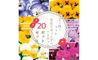 パンジー花苗セット　よく咲くスミレ20ポットセット /花　パンジー　よく咲くスミレ　花苗　花き品評会理事長賞受賞生産者直送　ガーデニング 花壇 苗 苗木 花の苗 花の苗物