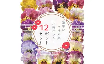 豪華なフリル系小輪パンジー12ポットセット / 花　パンジー　フリル系　　小輪　花苗　花き品評会理事長賞受賞生産者直送　ガーデニング 花壇 苗 苗木 花の苗 花の苗物