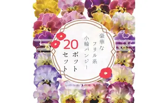 豪華なフリル系小輪パンジー20ポットセット / 花　パンジー　フリル系　　小輪　花苗　花き品評会理事長賞受賞生産者直送　ガーデニング 花壇 苗 苗木 花の苗 花の苗物