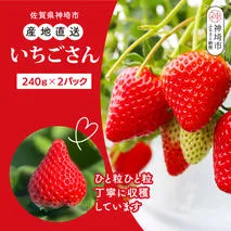【令和7年12月中旬より発送】【農家直送】いちごさん240g×2パック【佐賀県産 国産 人気 いちご おいしい スイーツ 果物 ブランド 】(H124101)