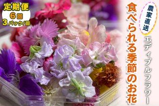 [定期便6回] 農家直送！加藤さんちのエディブルフラワー 3パック (1パックあたり季節のお花15輪から30輪)｜食用 花 お花 野菜 トッピング 付け合わせ [0770]