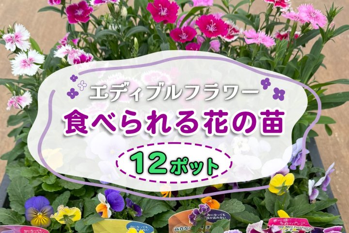 農家直送！加藤さんちのエディブルフラワー 12ポット｜鉢植え 観賞用