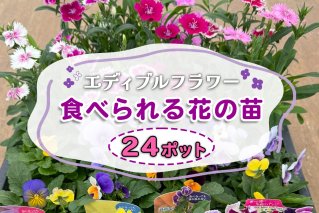 農家直送！加藤さんちのエディブルフラワー 24ポット｜鉢植え 観賞用 食用 花 お花 野菜 トッピング 付け合わせ [0776]