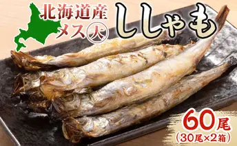 北海道産 ししゃもメス 大60尾(30尾×2箱) 北海道 稀少 魚 シシャモ メス おつまみ 魚貝類 海鮮 干物 本物 人気 希少 塩 味付け 脂のり 旨み 美味しい 大きい グルメ 惣菜 酒の肴 国産 北海道 赤平市