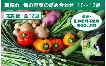 『定期便全12回』栽培期間中に農薬不使用の生姜200gと旬の野菜詰め合わせ10～13品目