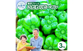 高知県産 植田ファームのこだわりピーマン 3kg 