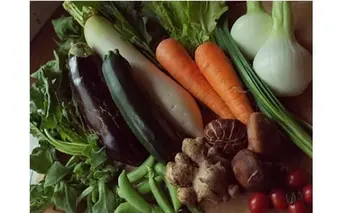 旬の朝採れ土佐野菜詰め合わせ(10～13品目)【土佐市】