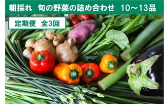 『定期便』全3回【土佐野菜】旬の野菜詰め合わせ10～13品目 