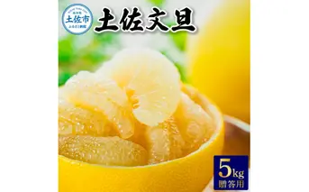 温室土佐文旦 贈答用5kg 先行予約 2025年12月中旬より順次発送 やの一果彩