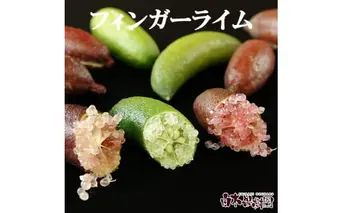 【先行予約】＜白木果樹園産＞  フィンガーライム 約100g 100グラム 当店おまかせ 果物 くだもの 果実 柑橘類 柑橘 フレッシュ 新鮮 お酒 果実酒 ジュース デザート 料理 お取り寄せ 国産