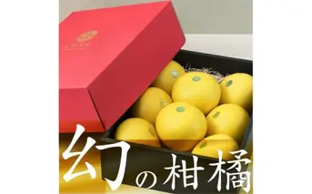 秀品 ☆高知産土佐文旦☆２L８玉入【贈答用】