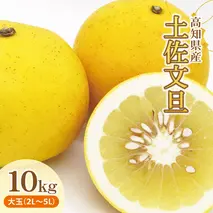 土佐文旦（ぶんたん）（大玉：２Ｌ～５Ｌ混合）約１０ｋｇ【株式会社とさもん（土佐市）】 